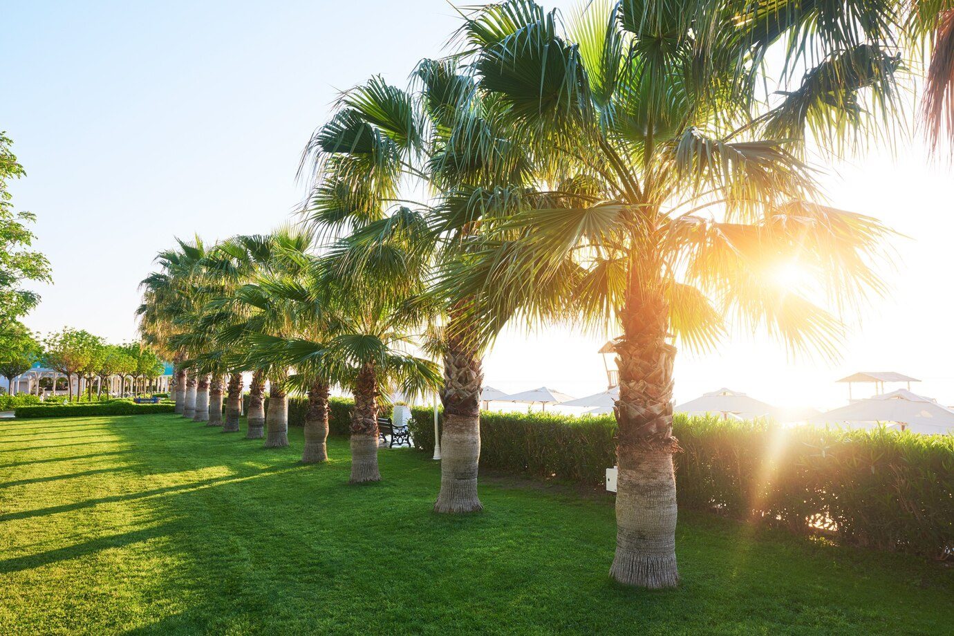 Green palm park and their shadows on the grass
