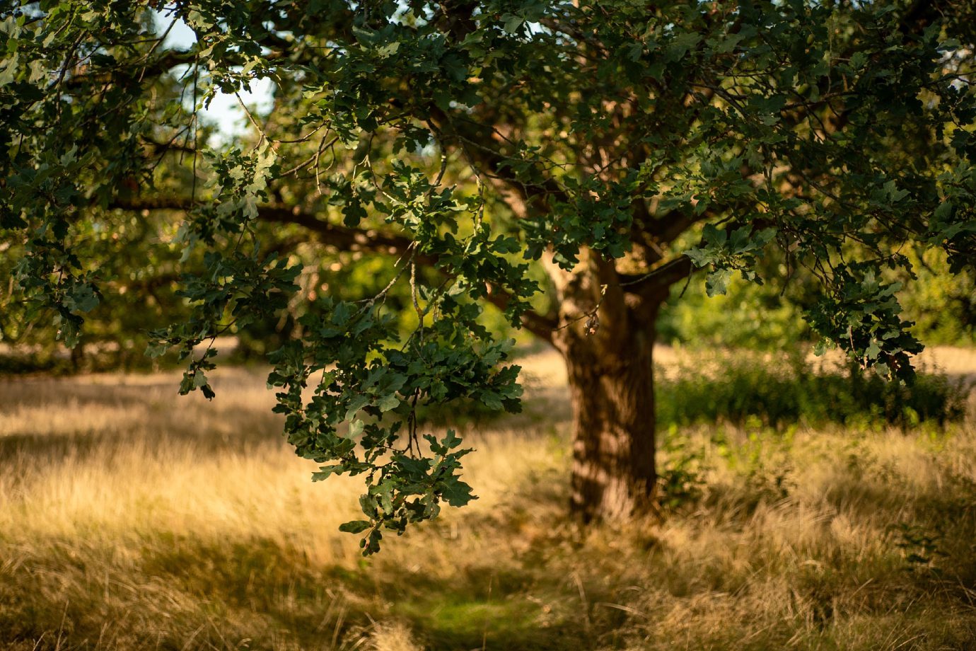 Oak Tree