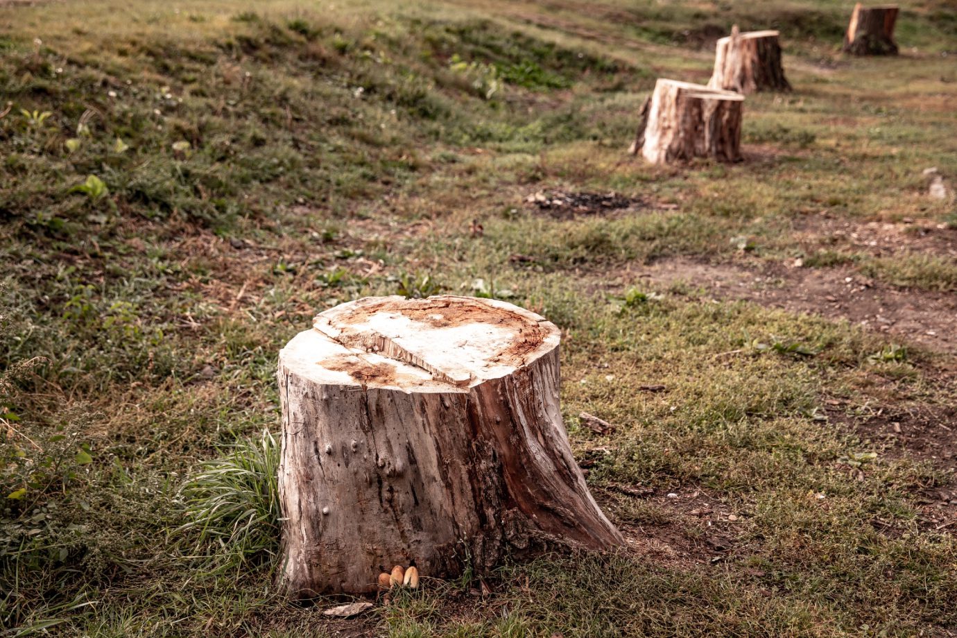 The felled trees are stacked ready to be removed from the forest